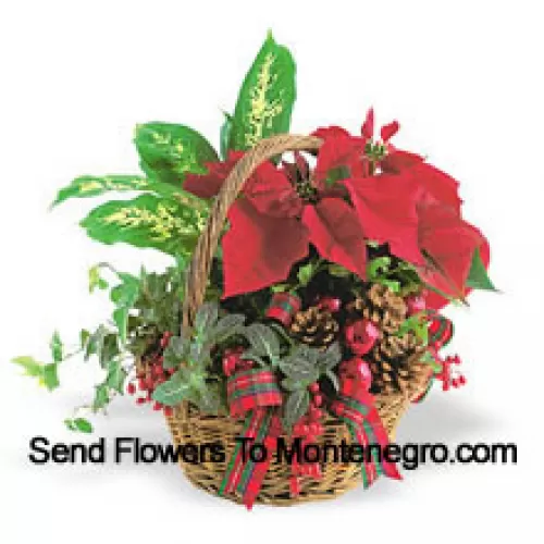 This long-lasting holiday planter features an assortment of hearty indoor green plants combined with a festive mini poinsettia and trimmed with pine cones and accents. (Please Note That We Reserve The Right To Substitute Any Product With A Suitable Product Of Equal Value In Case Of Non-Availability Of A Certain Product)